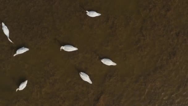 Vídeo aéreo Cisnes brancos em um lago na natureza — Vídeo de Stock