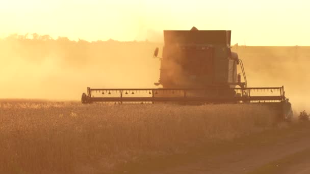 Combineer oogstmachine verzamelt het tarwegewas. — Stockvideo