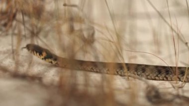 Vahşi Doğadaki Çöl Yılanı 'nın Yakın Çekimi