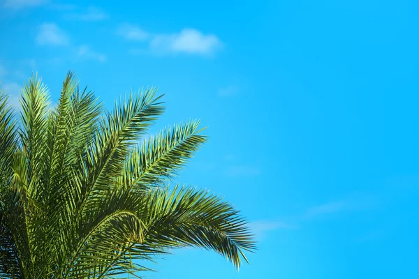 热带棕榈树 — 图库照片