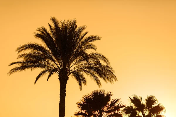 Tropical sunset — Stock Photo, Image