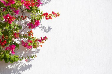 Kırmızı çiçekler agaist beyaz duvar arka plan için iyi