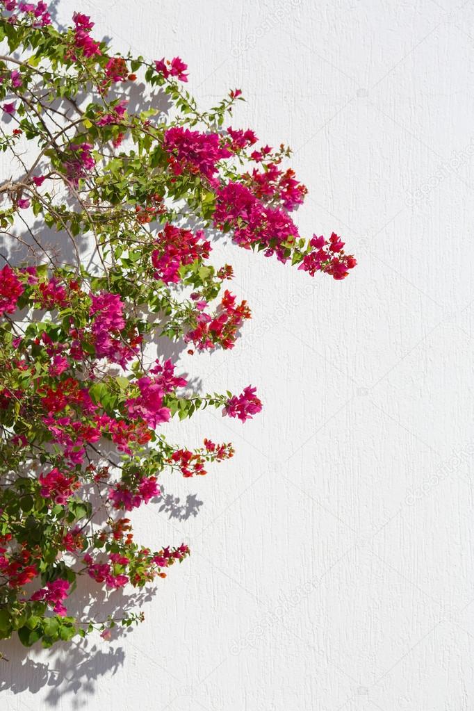 Red flowers agaist white wall good for background