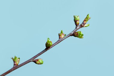 Sping yeşil şube