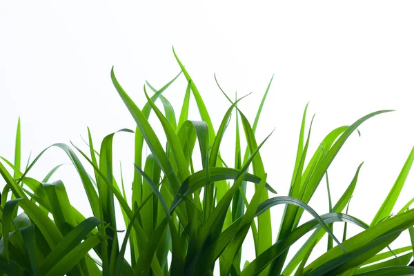 Grass on White Background — Stock Photo, Image