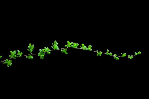 Sping Green Branch — Stock Photo, Image