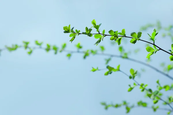 Grüne Zweige — Stockfoto