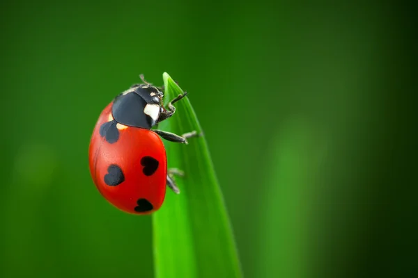 Ladybug With Hearts on Back — Stock Photo, Image