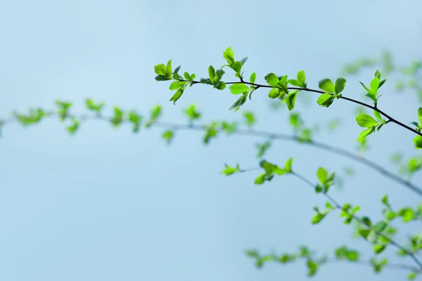 Green Branches Royalty Free Stock Images
