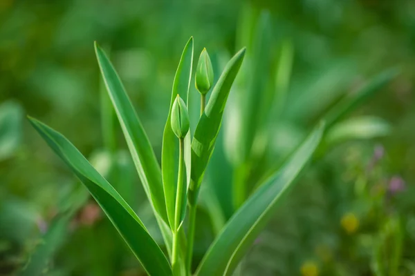 Hermosos tulipanes — Foto de Stock