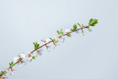 Çiçek açan bir ağacın dalı