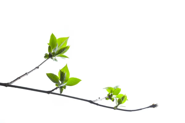 Green Branch — Stock Photo, Image