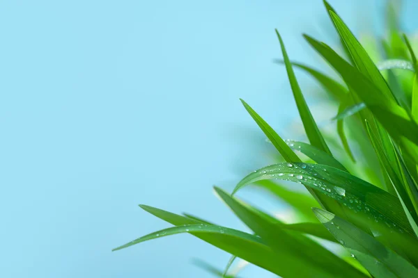 Wassertropfen auf Gras aus nächster Nähe — Stockfoto