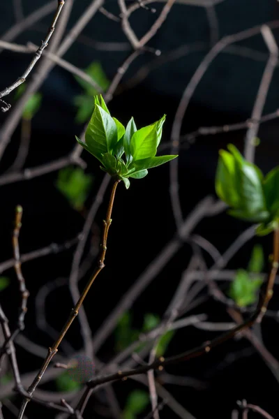 Зеленый весна дерево — стоковое фото