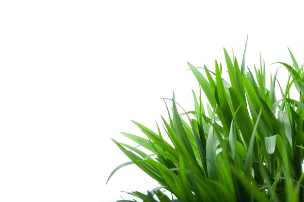 Grass on White Background — Stock Photo, Image