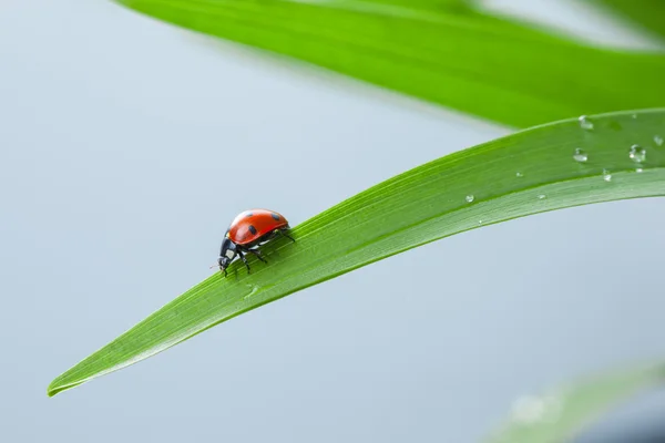 Coccinelle sur feuille — Photo