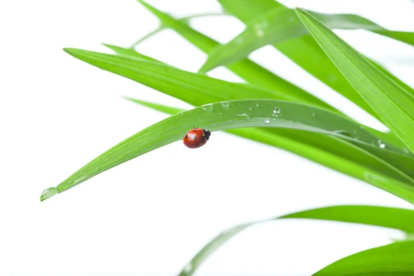 Coccinelle sur feuille — Photo