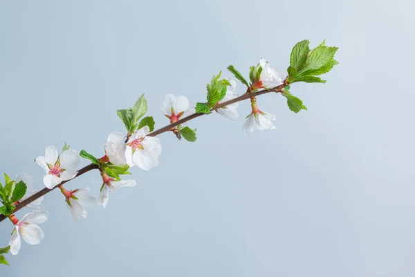 Spring Background — Stock Photo, Image