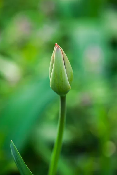 Bel tulipano — Foto Stock