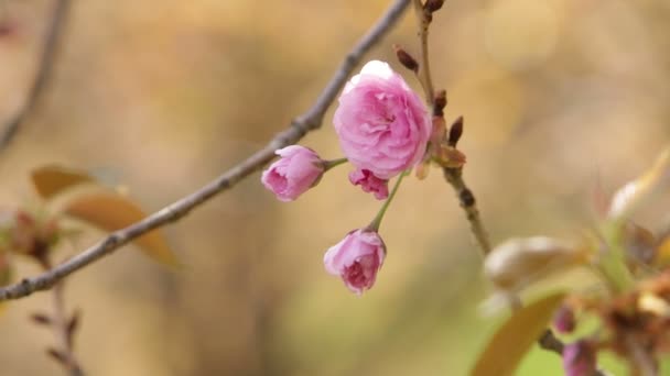 Ανθισμένη Αμυγδαλιά άνοιξη με τα ροζ λουλούδια — Αρχείο Βίντεο
