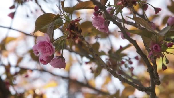 Árbol floreciente en primavera con flores rosas — Vídeo de stock