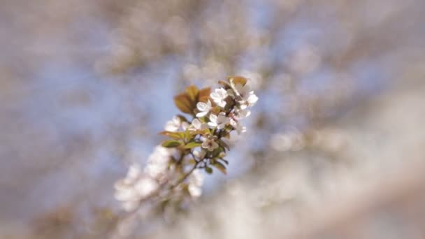 Kwitnące drzewo wiosną z białymi kwiatami — Wideo stockowe