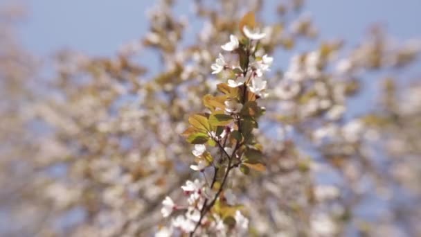 Ανθισμένο δέντρο την άνοιξη με λευκά λουλούδια — Αρχείο Βίντεο
