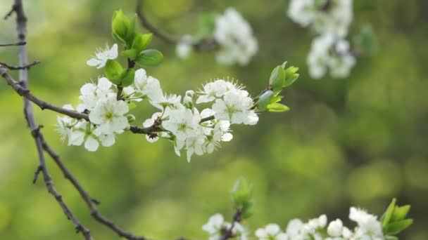 Blooming tree in spring with white flowers — Stock Video