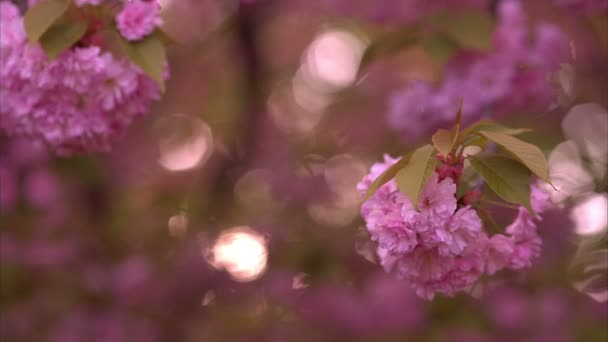 Árbol floreciente en primavera con flores rosas — Vídeos de Stock