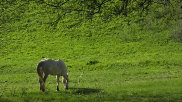 Caballo en un campo, paisaje — Vídeo de stock