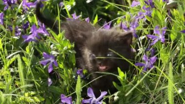 Hd küçük tekir kedi yavrusu yeşil çimen