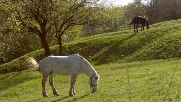 Konie w polu, krajobraz — Wideo stockowe