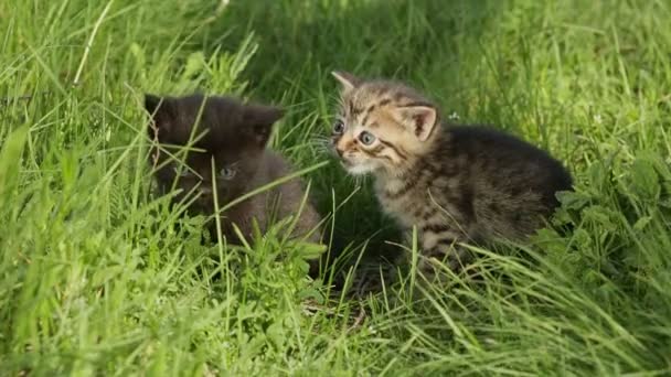 Pouco tabby gatinhos na grama verde HD — Vídeo de Stock