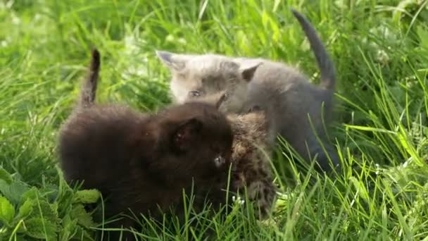 Lilla tabby kattungar på grönt gräs Hd — Stockvideo