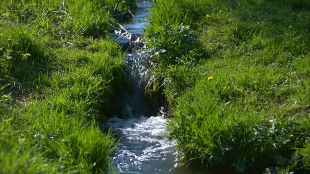 Река на зеленом лугу — стоковое видео
