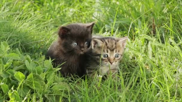 Pouco tabby gatinhos na grama verde HD — Vídeo de Stock