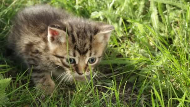 Pouco tabby gatinhos na grama verde HD — Vídeo de Stock