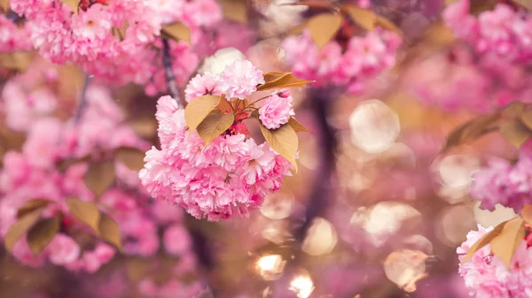 Gyönyörű rózsaszín cseresznyevirág virág a teljes virágzás. Sakura — Stock Fotó