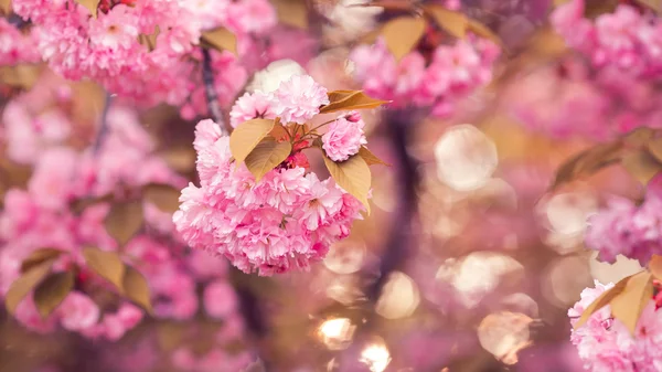 Hermosa flor de cerezo rosa en plena floración. Sakura. — Foto de Stock