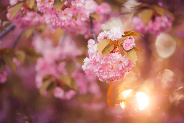 Hermosa flor de cerezo rosa en plena floración. Sakura. — Foto de Stock