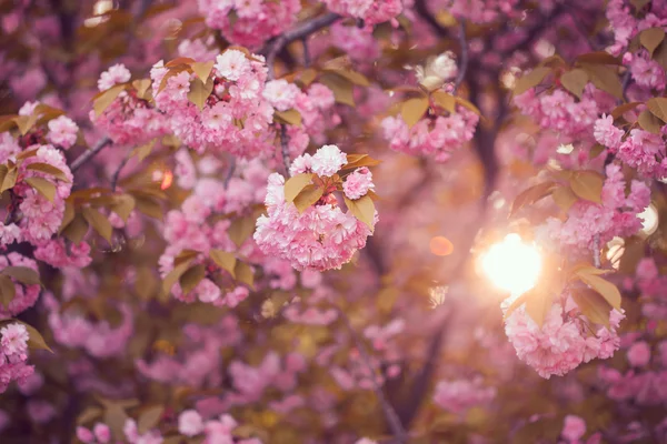 Hermosa flor de cerezo rosa en plena floración. Sakura. — Foto de Stock