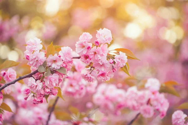 Hermosa flor de cerezo rosa en plena floración. Sakura. — Foto de Stock