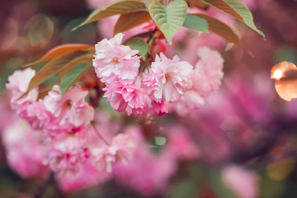 Hermosa flor de cerezo rosa en plena floración. Sakura. — Foto de Stock