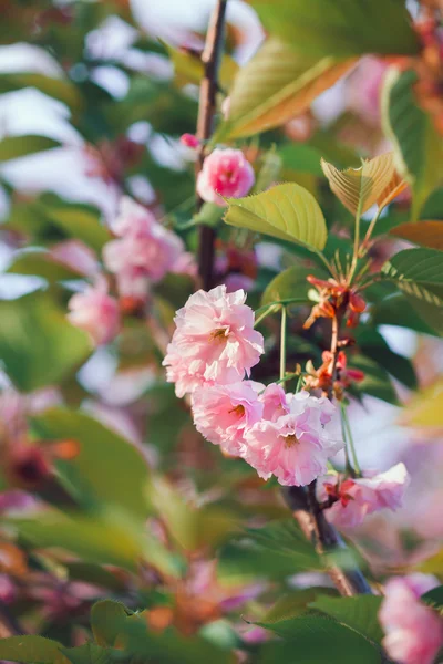 아름 다운 분홍색 벚꽃 만개에서 꽃입니다. 사쿠라 — 스톡 사진