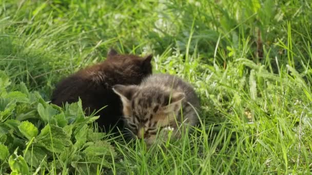 Pouco tabby gatinhos na grama verde HD — Vídeo de Stock