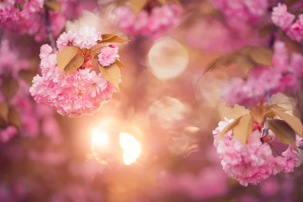 Hermosa flor de cerezo rosa en plena floración. Sakura. — Foto de Stock