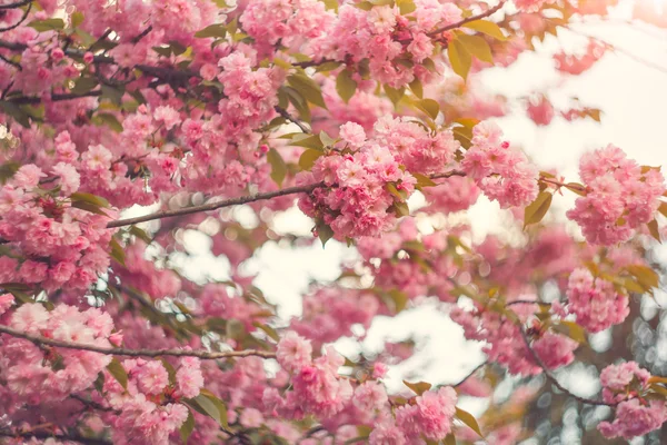 Hermosa flor de cerezo rosa en plena floración. Sakura. — Foto de Stock