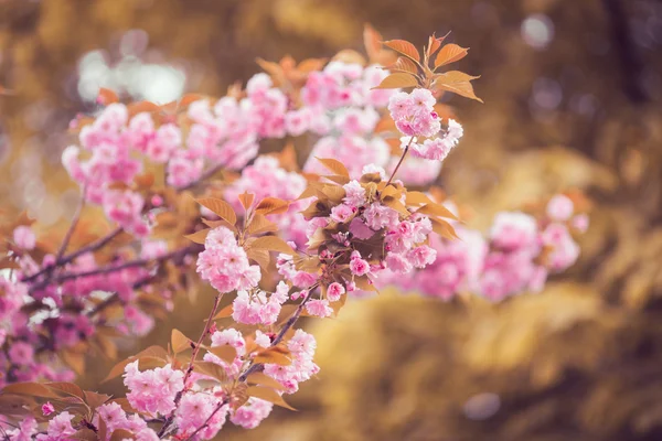 Vacker rosa körsbärsblommor blomma i full blom. Sakura — Stockfoto