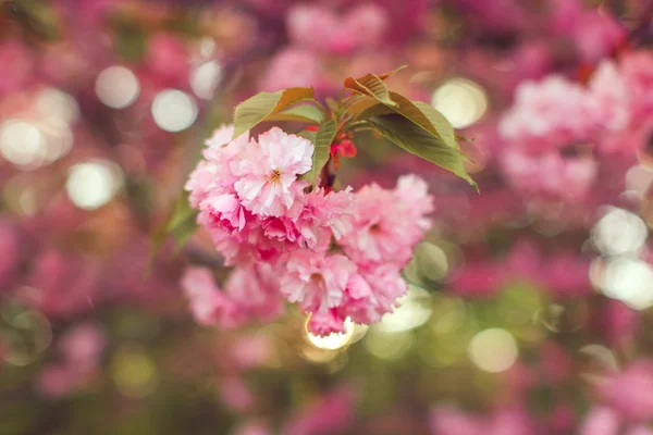 Vacker rosa körsbärsblommor blomma i full blom. Sakura — Stockfoto