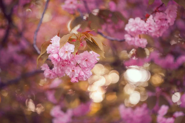 Розовая вишня цветет в полную силу. Сакура — стоковое фото